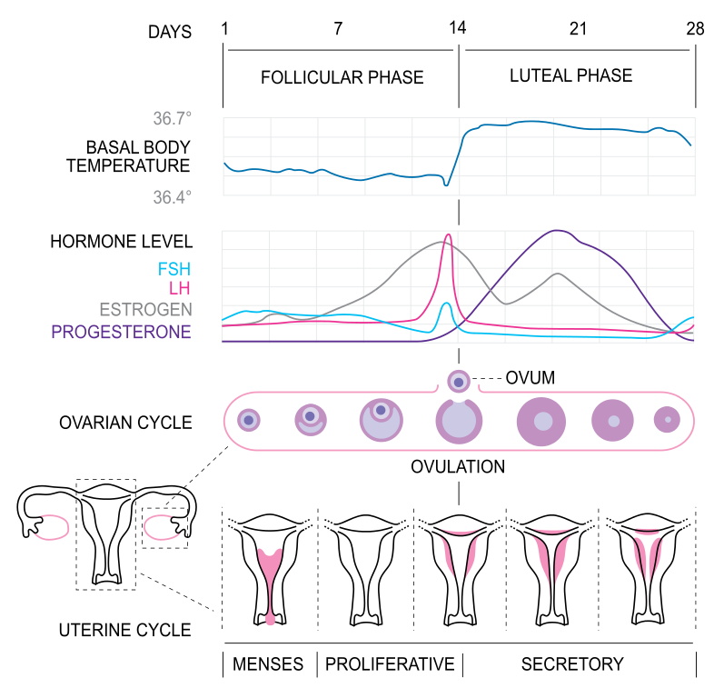 Menstrual cycle
